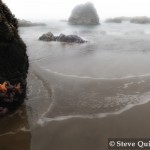 RoadsEnd Starfish